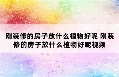 刚装修的房子放什么植物好呢 刚装修的房子放什么植物好呢视频